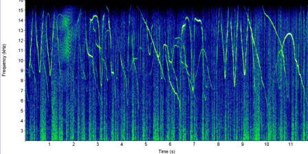 bottlenose dolphin spectrogram